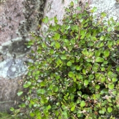 Muehlenbeckia axillaris at Rendezvous Creek, ACT - 21 Oct 2023