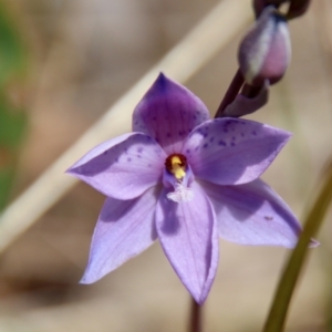 Thelymitra ixioides at Mongarlowe, NSW - 21 Oct 2023