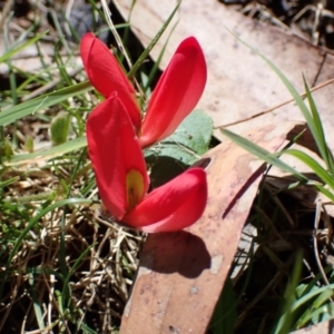 Kennedia prostrata at Halls Gap, VIC - 18 Oct 2023