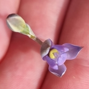 Thelymitra sp. (pauciflora complex) at QPRC LGA - 21 Oct 2023