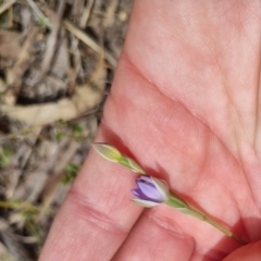 Thelymitra sp. (pauciflora complex) at QPRC LGA - 21 Oct 2023