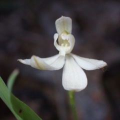 Caladenia carnea (Pink Fingers) at Grampians National Park - 17 Oct 2023 by AnneG1