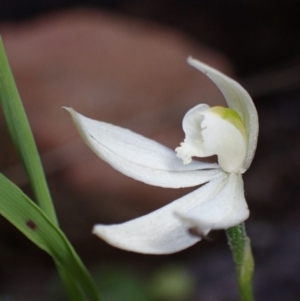 Caladenia carnea at Halls Gap, VIC - suppressed