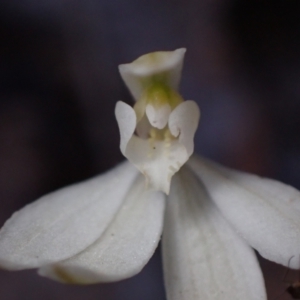 Caladenia carnea at Halls Gap, VIC - suppressed