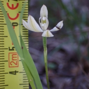 Caladenia carnea at Halls Gap, VIC - suppressed