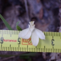 Caladenia carnea at Halls Gap, VIC - suppressed