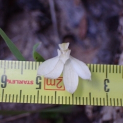 Caladenia carnea at Halls Gap, VIC - 18 Oct 2023