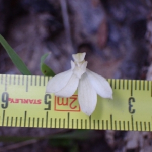 Caladenia carnea at Halls Gap, VIC - suppressed