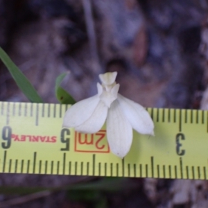 Caladenia carnea at Halls Gap, VIC - 18 Oct 2023