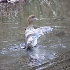 Chenonetta jubata (Australian Wood Duck) at Mongarlowe River - 21 Oct 2023 by LisaH