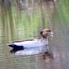 Chenonetta jubata at Mongarlowe, NSW - 21 Oct 2023