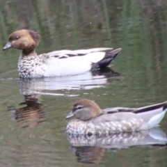 Chenonetta jubata at Mongarlowe, NSW - 21 Oct 2023