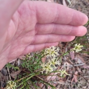 Stackhousia monogyna at Bungendore, NSW - suppressed