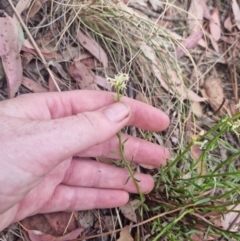 Stackhousia monogyna at Bungendore, NSW - suppressed