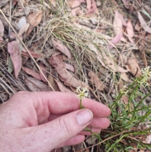 Stackhousia monogyna at Bungendore, NSW - suppressed