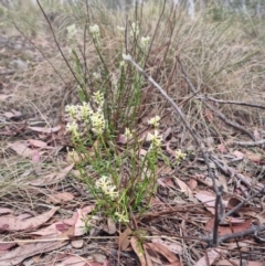 Stackhousia monogyna at Bungendore, NSW - suppressed