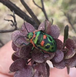 Scutiphora pedicellata at Tuggeranong, ACT - 21 Oct 2023 10:10 AM