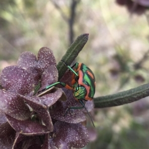 Scutiphora pedicellata at Tuggeranong, ACT - 21 Oct 2023 10:10 AM