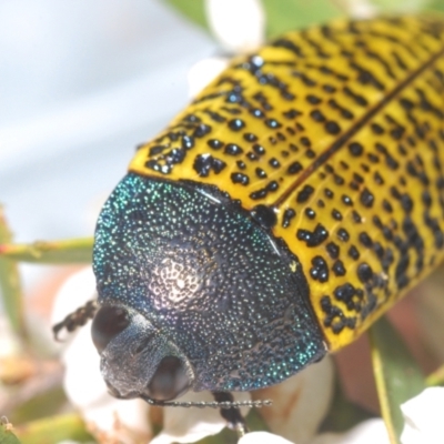 Stigmodera macularia (Macularia jewel beetle) at Jerrawangala National Park - 20 Oct 2023 by Harrisi