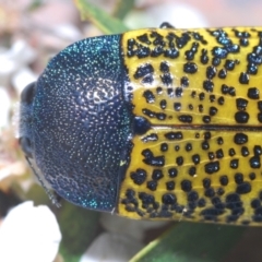 Stigmodera macularia at Tianjara, NSW - 21 Oct 2023