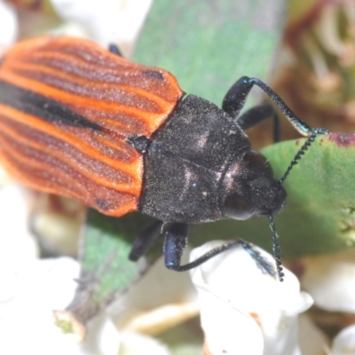 Castiarina erythroptera (Lycid Mimic Jewel Beetle) at Jerrawangala National Park - 20 Oct 2023 by Harrisi