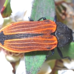 Castiarina erythroptera at Tianjara, NSW - 21 Oct 2023