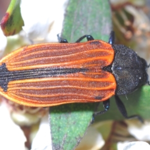 Castiarina erythroptera at Tianjara, NSW - 21 Oct 2023