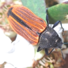 Castiarina erythroptera at Tianjara, NSW - 21 Oct 2023