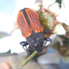 Castiarina erythroptera at Tianjara, NSW - 21 Oct 2023