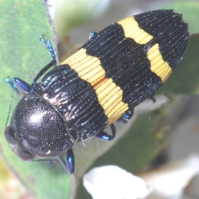 Castiarina bifasciata (Jewel beetle) at Jerrawangala, NSW - 20 Oct 2023 by Harrisi