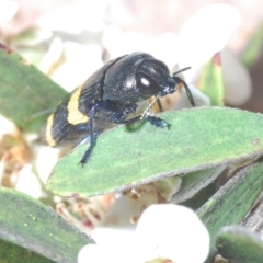 Castiarina bifasciata at Jerrawangala, NSW - 21 Oct 2023