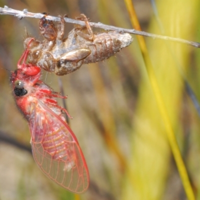 Pauropsalta mneme (Alarm Clock Squawker) at Tianjara, NSW - 20 Oct 2023 by Harrisi