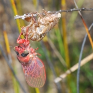 Pauropsalta mneme at Jerrawangala National Park - 20 Oct 2023