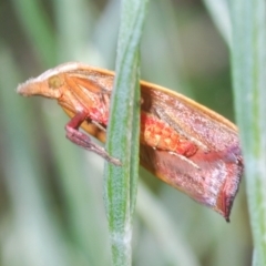 Tortricopsis uncinella (A concealer moth) at Molonglo Valley, ACT - 19 Oct 2023 by Harrisi