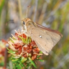 Trapezites luteus at Jerrawangala National Park - 20 Oct 2023 by Harrisi