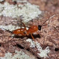 Unverified Parasitic wasp (numerous families) at Wellington Point, QLD - 3 Oct 2023 by TimL