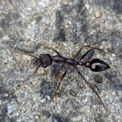 Myrmecia sp. (genus) (Bull ant or Jack Jumper) at Grassy, TAS - 21 Oct 2023 by HelenCross