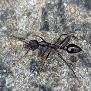 Myrmecia sp. (genus) at Grassy, TAS - 21 Oct 2023 01:29 PM