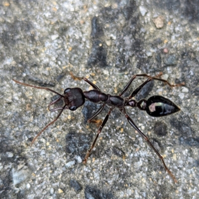 Myrmecia forficata at King Island - 21 Oct 2023 by HelenCross