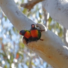 Trichoglossus moluccanus at Ormiston, QLD - 3 Oct 2023