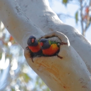 Trichoglossus moluccanus at Ormiston, QLD - 3 Oct 2023