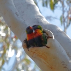 Trichoglossus moluccanus at Ormiston, QLD - 3 Oct 2023