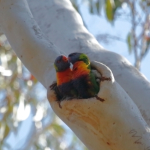 Trichoglossus moluccanus at Ormiston, QLD - 3 Oct 2023 09:34 AM