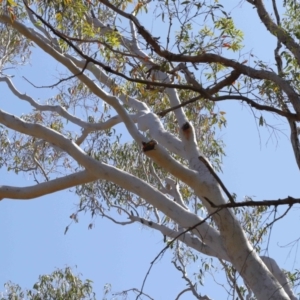 Trichoglossus moluccanus at Ormiston, QLD - 3 Oct 2023