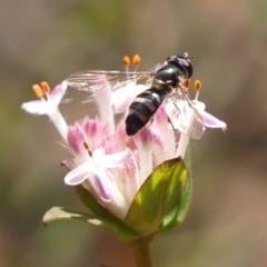 Melangyna viridiceps (Hover fly) at Wingecarribee Local Government Area - 20 Oct 2023 by Curiosity