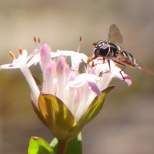 Melangyna viridiceps at Colo Vale, NSW - 20 Oct 2023