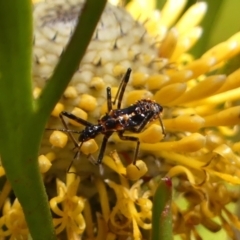 Reduviidae (family) (An assassin bug) at Colo Vale - 20 Oct 2023 by Curiosity