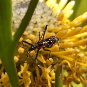 Reduviidae (family) at Colo Vale, NSW - 20 Oct 2023