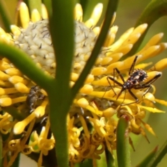 Reduviidae (family) at Colo Vale, NSW - 20 Oct 2023