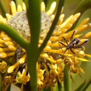 Reduviidae (family) at Colo Vale, NSW - suppressed